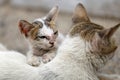 Vagrant sick cats. Homeless wild cats on dirty street in AsiaÃÂ 